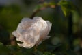 A white and light apricot rose blossom in front of a green background Royalty Free Stock Photo