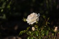 A white and light apricot rose blossom in full bloom in front of a dark background Royalty Free Stock Photo