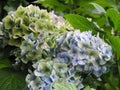 White and Light Blue Hydrangea Flower Blossoms Royalty Free Stock Photo