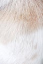 White light brown dog fur smooth texture natural patterns for background Royalty Free Stock Photo