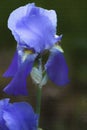 White Light and Dark Blue Tall Bearded Iris Blossom