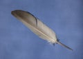 A bird feather on blue background Royalty Free Stock Photo