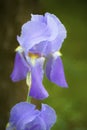 White Light and Medium Purple Tall Bearded Iris Blossom