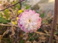 White and light pink beautiful rose