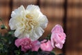 White and Light Pink Dianthus fin: Neilikka Flowers Royalty Free Stock Photo