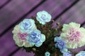 White and Light Pink Dianthus fin: Neilikka Flowers Royalty Free Stock Photo