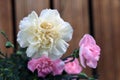 White and Light Pink Dianthus fin: Neilikka Flowers Royalty Free Stock Photo