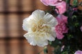 White and Light Pink Dianthus fin: Neilikka Flowers Royalty Free Stock Photo