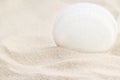 White light seashell standing vertical on sand surface beach macro Royalty Free Stock Photo