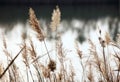 Close-up shot of reed flowers swaying in the cold wind.