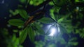 White light streaming through the foliage of a green tree at night. Beautiful atmospheric glow of lantern in the dark