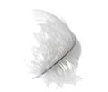 White light swan feather Royalty Free Stock Photo