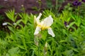 White and light yellow blooming Irises xiphium Bulbous iris, sibirica on green leaves ang grass background in the garden Royalty Free Stock Photo