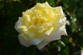 White with light yellow rose close up in a rose garden Royalty Free Stock Photo