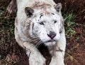 White ligr lies a walk in the zoo aviary. Ligr. A hybrid of a lion and a tiger. A large male ligra.