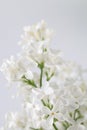 White lilac