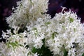 White Lilac Agnes Smith flowers - syringa prestoniae agnes smith in glas vase and dark purple flower background Royalty Free Stock Photo