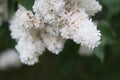 White lilac blooming in spring garden syringa chinensis Royalty Free Stock Photo