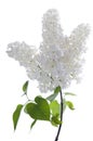 White lilac branch on white. Bunch of fresh blooming lilac flowers isolated on white background. Royalty Free Stock Photo