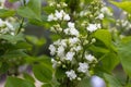 White lilac branch