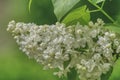 A white lilac branch during spring flowering