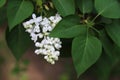 White lilac bud and terry flowers