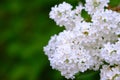 White lilac bush, sweet Royalty Free Stock Photo