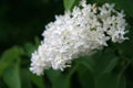 White lilac closeup on dark green background. Royalty Free Stock Photo