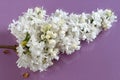White lilac cluster