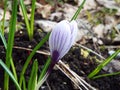 White-lilac Crocus on the lawn in the spring.