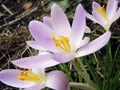 White-lilac crocuses in the garden