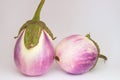 White-lilac eggplant fruits