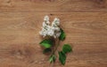 White Lilac On the Floor Background, wooden floor, spring flowers Royalty Free Stock Photo