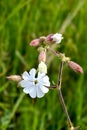 White lilac - wild flower and blooming buds