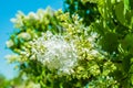 White lilac flowers against blue sky background Royalty Free Stock Photo