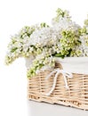 White lilac flowers in a basket isolated Royalty Free Stock Photo