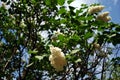 White lilac flowers on blue cloudy spring sky background, lose up detail, view from ground