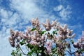 White lilac flowers on blue cloudy spring sky background, view from ground Royalty Free Stock Photo