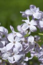 White lilac flowers on green