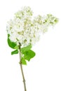 White lilac flowers isolated on white Royalty Free Stock Photo