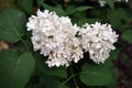 White lilac flowers on soft blurry background, close up Royalty Free Stock Photo