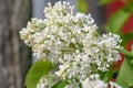 White lilac flowers in spring