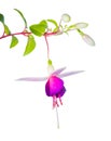 White and lilac fuchsia flower branch isolated Royalty Free Stock Photo