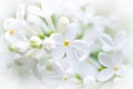 White lilac, happy flower