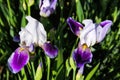 White-lilac iris blossoming in a garden.