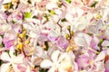 White and lilac orchid field closeup. Flower background macro.