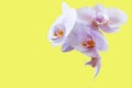 White with lilac orchid flowers in a ceramic vase closeup isolated on yellow background as postcard with copy space for text and Royalty Free Stock Photo