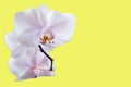 White with lilac orchid flowers closeup isolated on yellow background as postcard with copy space for text and as mockup Royalty Free Stock Photo