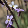 The white and lilac petals are mixed to give the flower Royalty Free Stock Photo