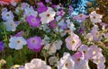 White and lilac petunia grows and blooms in the garden. beautiful flower bed in the park. gardening, plant, summer Royalty Free Stock Photo